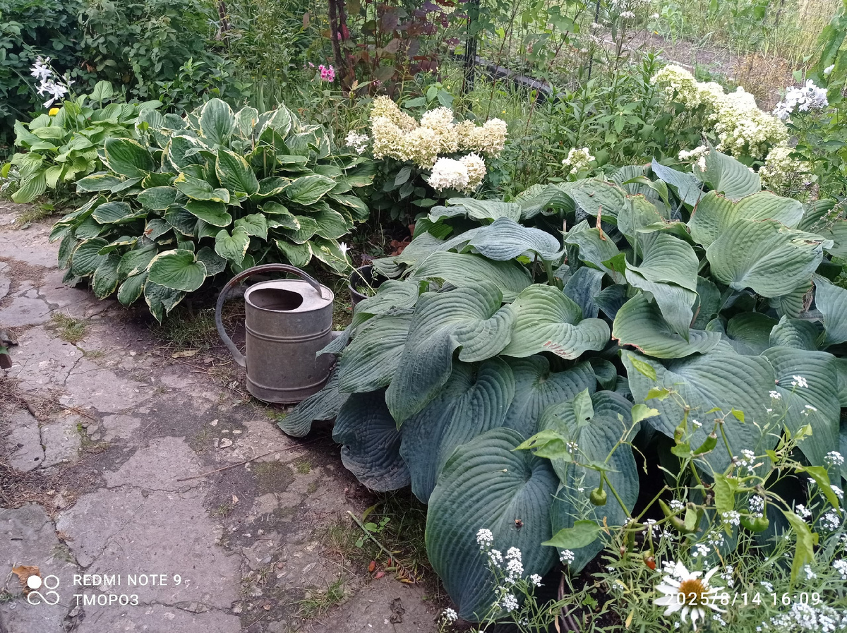 три медведя