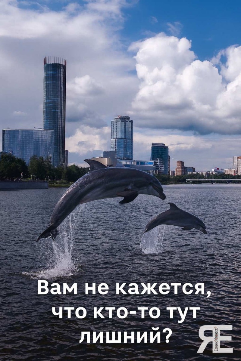 Неожиданная встреча на набережной Екатеринбурга — дельфины среди городских пейзажей. Чудо, шутка или фотомонтаж?