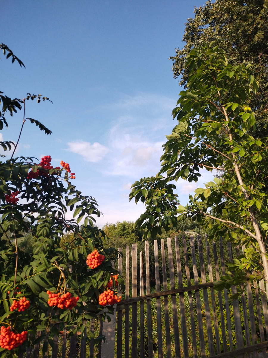 К дубу не вышло, так наша рябина к каштану перебралась. 😁