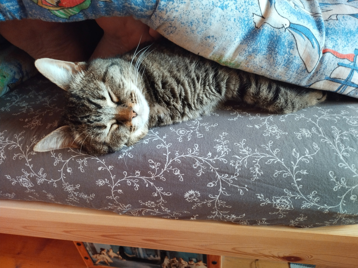 Впервые в интернете: пятки Инженера!😸😸