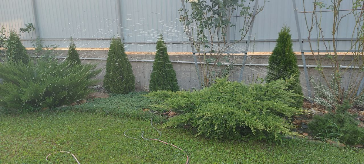 Утренний полив.