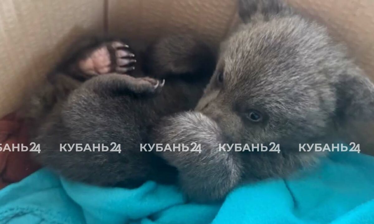    Видео канала «Кубань 24»