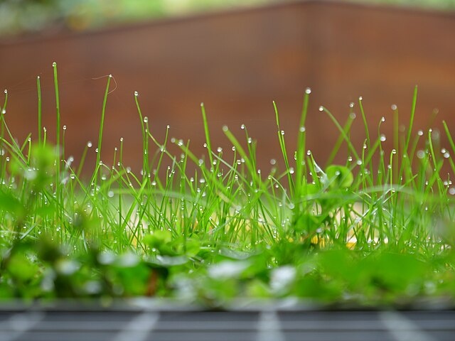 Лицензия: Creative Commons (CC0)