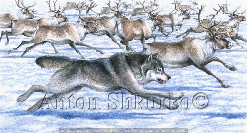 «В тундре» графика. Цветной карандаш, бумага. Размер оригинала 250х400.  