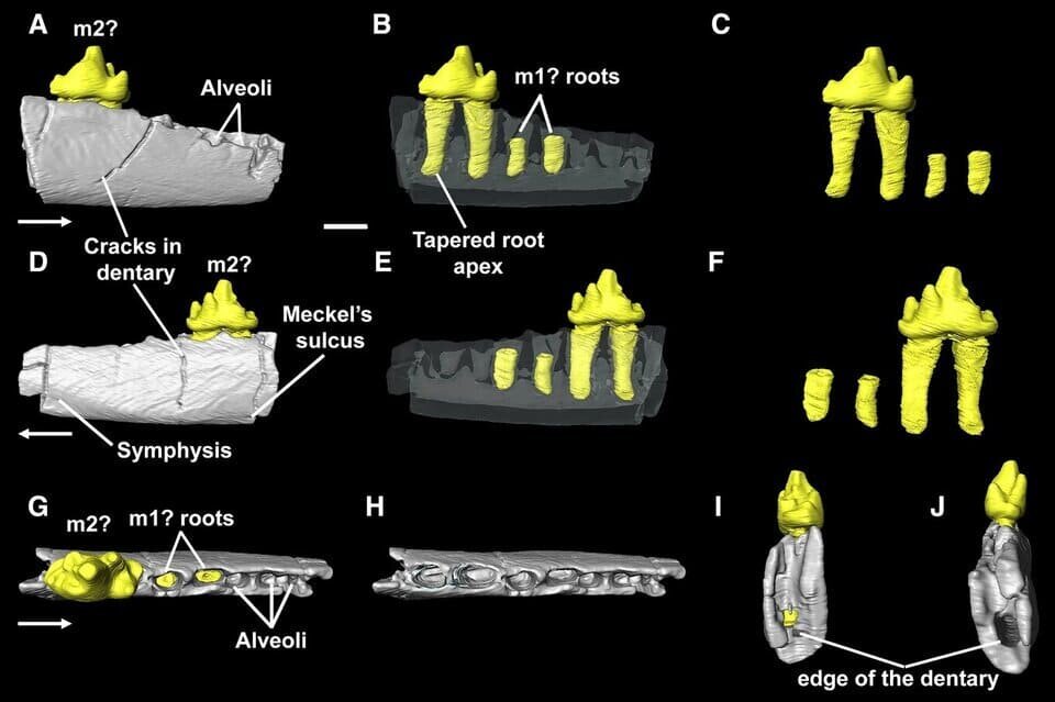   Sofia Patrocinio et al. / Papers in Palaeontology, 2025