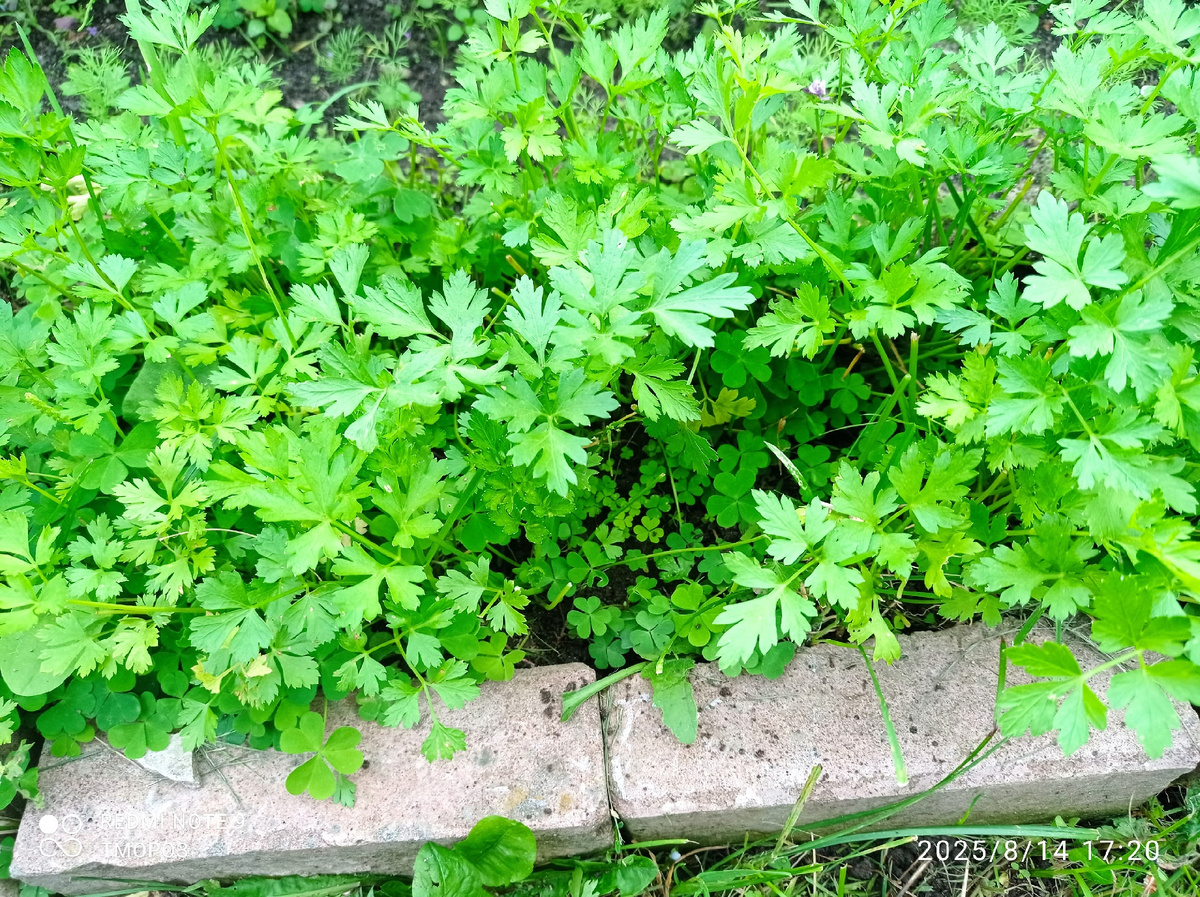 мой пример, куда проще