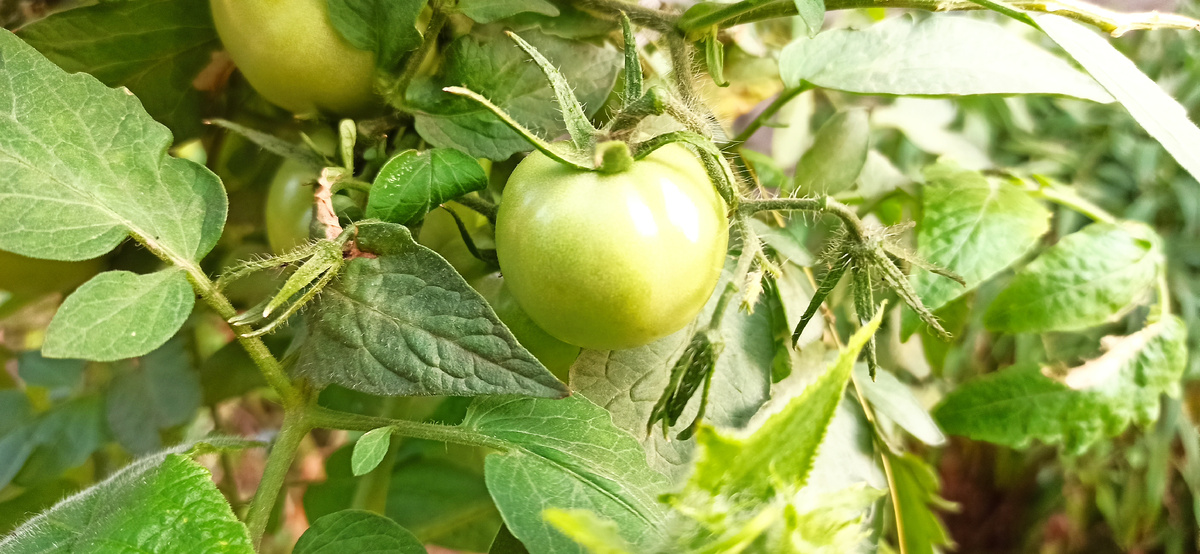 Ляна, красавица