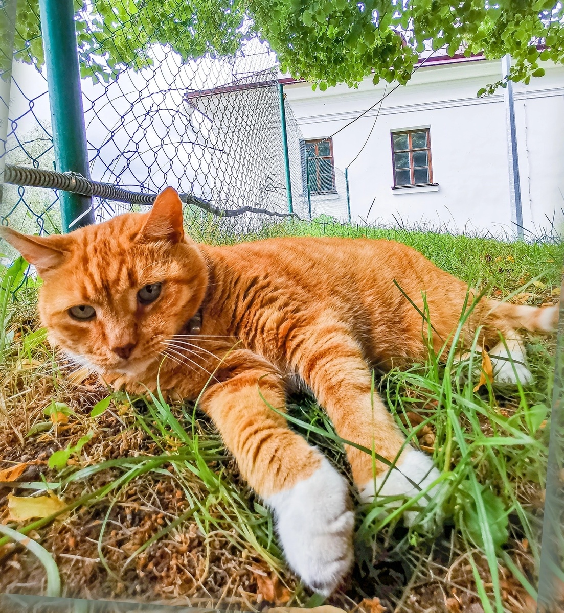 А это он же при жизни. Фото: группа "Вконтакте" Филимон Кот