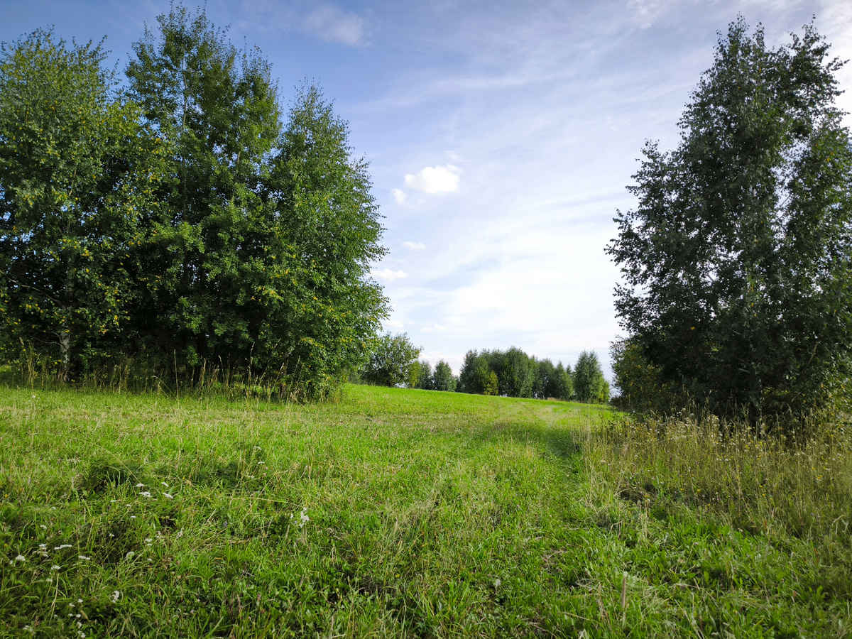 Покосы начинают зарастать. Скоро сюда придут коровки
