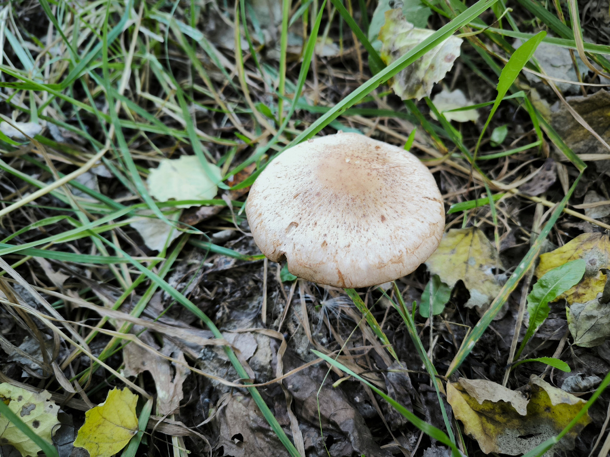 Хожу по лесу, фотографирую грибы. Какой-то коричневый паутинник