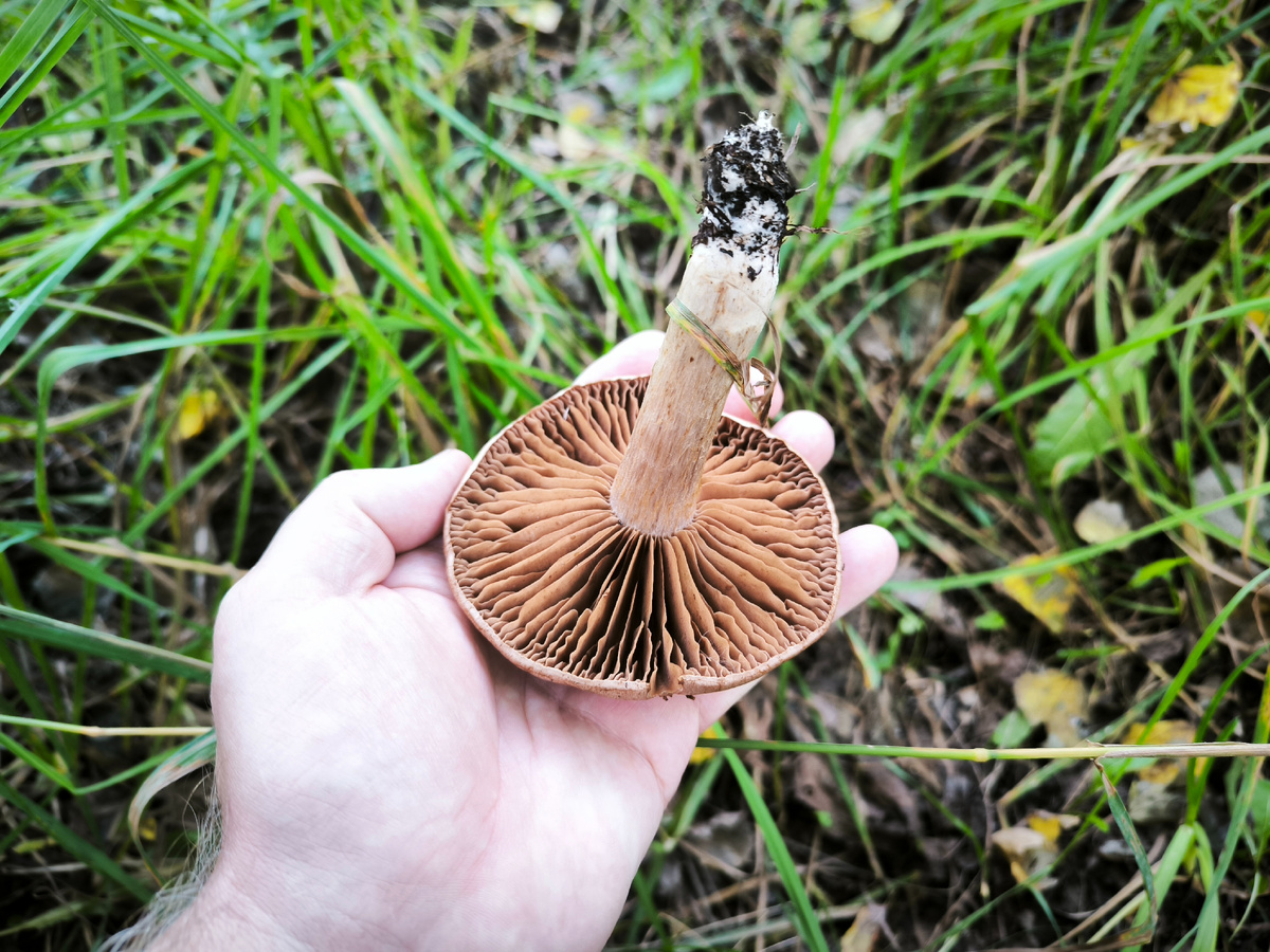 Большой, но бесполезный