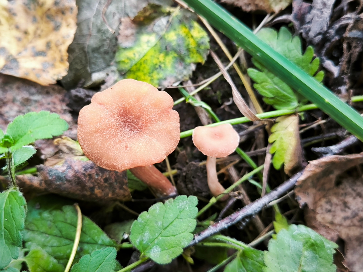 А это - лаковица. Можно собирать, но не хочеца