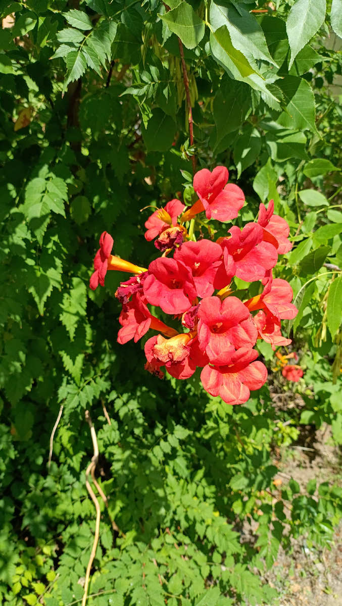 Цветы в тихих двориках