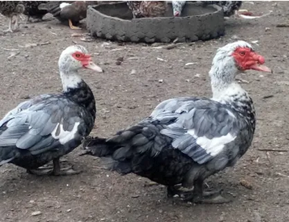 Индоутки на Даче: Тихие Соседи и Неприхотливые Поставщики Яиц и Мяса