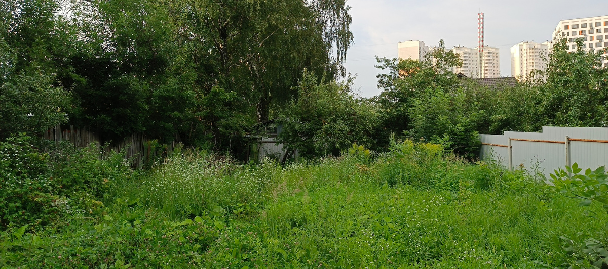 Вид на нижнюю часть участка от грядок. Середина июля.