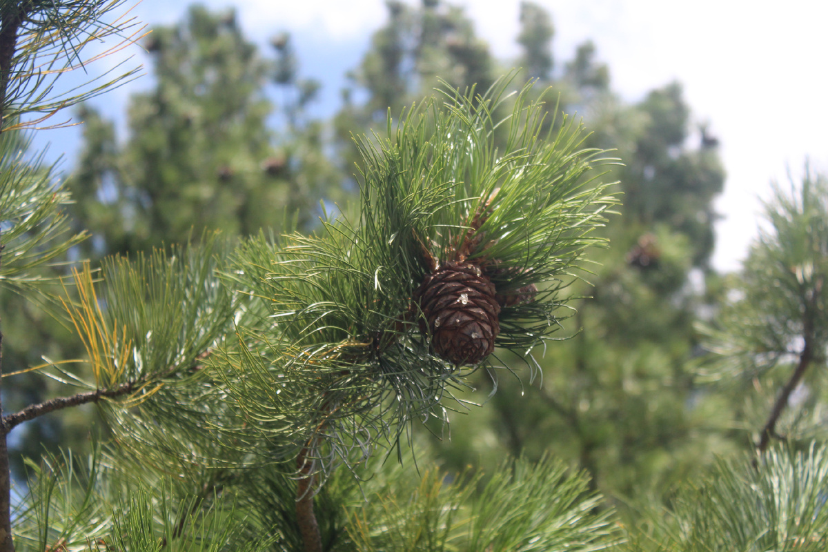 Скоро уже падать начнут. Кедры у нас в огороде и мы шишки не сбиваем - достаточно тех, что собираем внизу