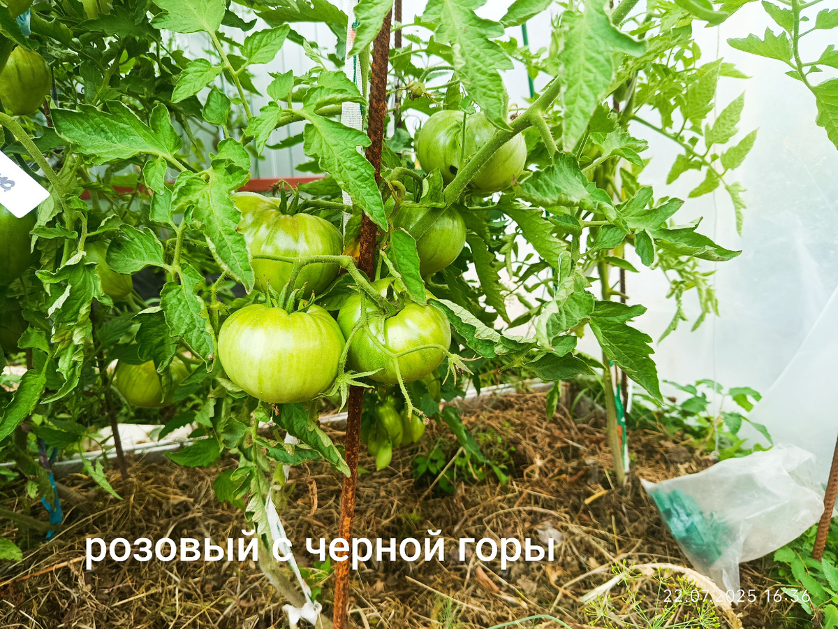 22 июля. Лето в 2025 только 2 недели как началось