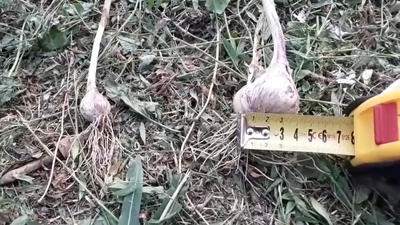 Разница в размере головок чеснока до и после применения улучшенной схемы посадки