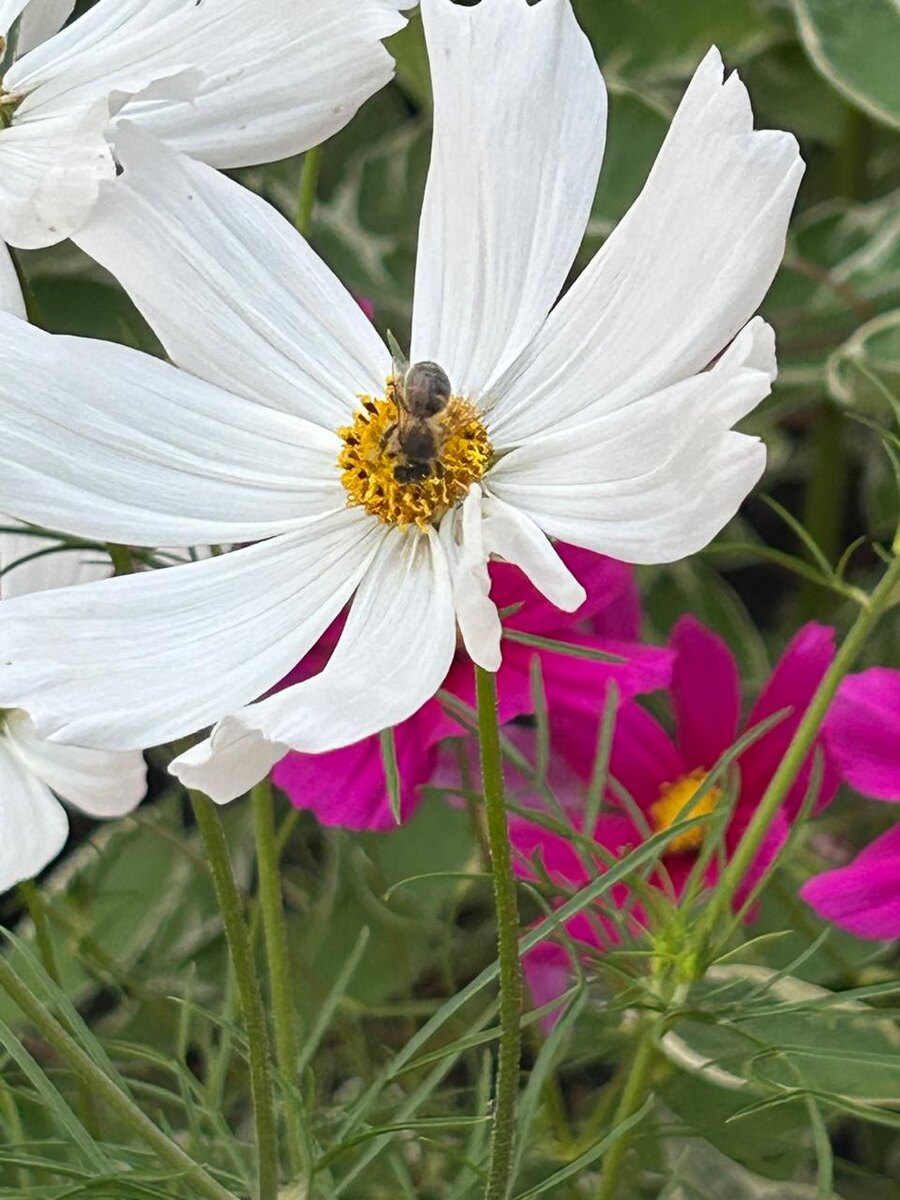 Фото не из интернета! 😁🕊