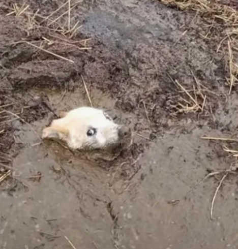 Мужчина однажды спас щенка из грязевой ловушки. Через годы пёс отплатил за спасение, рискнув собственной жизнью