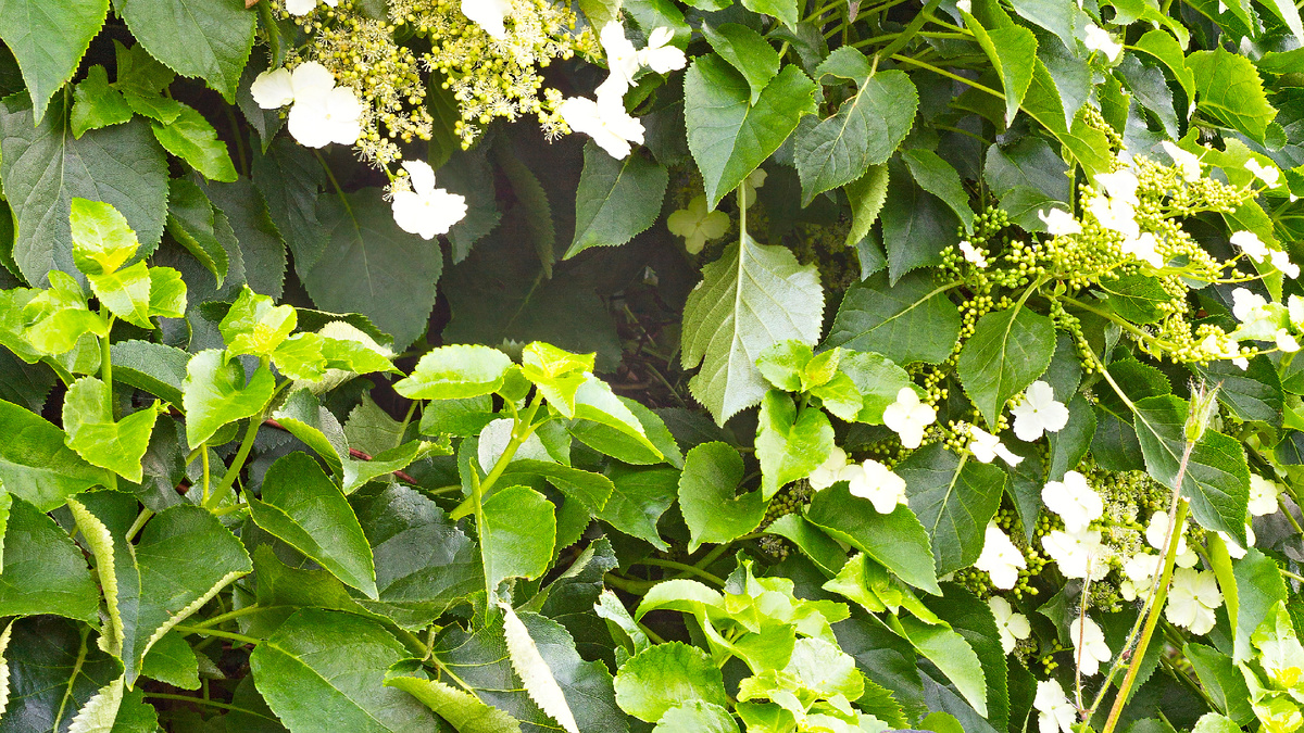 Моя метельчатая гортензия три года подряд - зелень роскошная, а цветов как не бывало