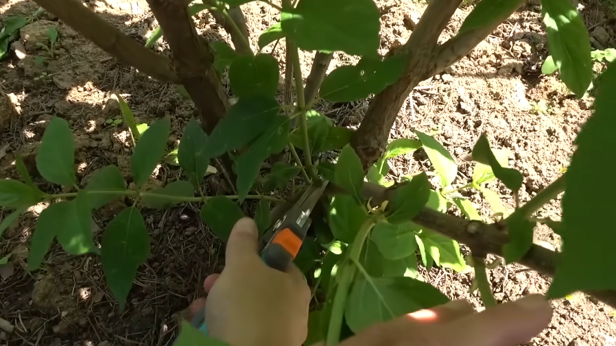 Обрезка гортензии