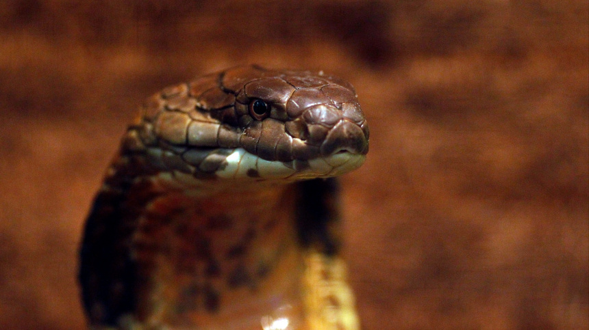    Фото: © РИА Новости/Михаил Воскресенский