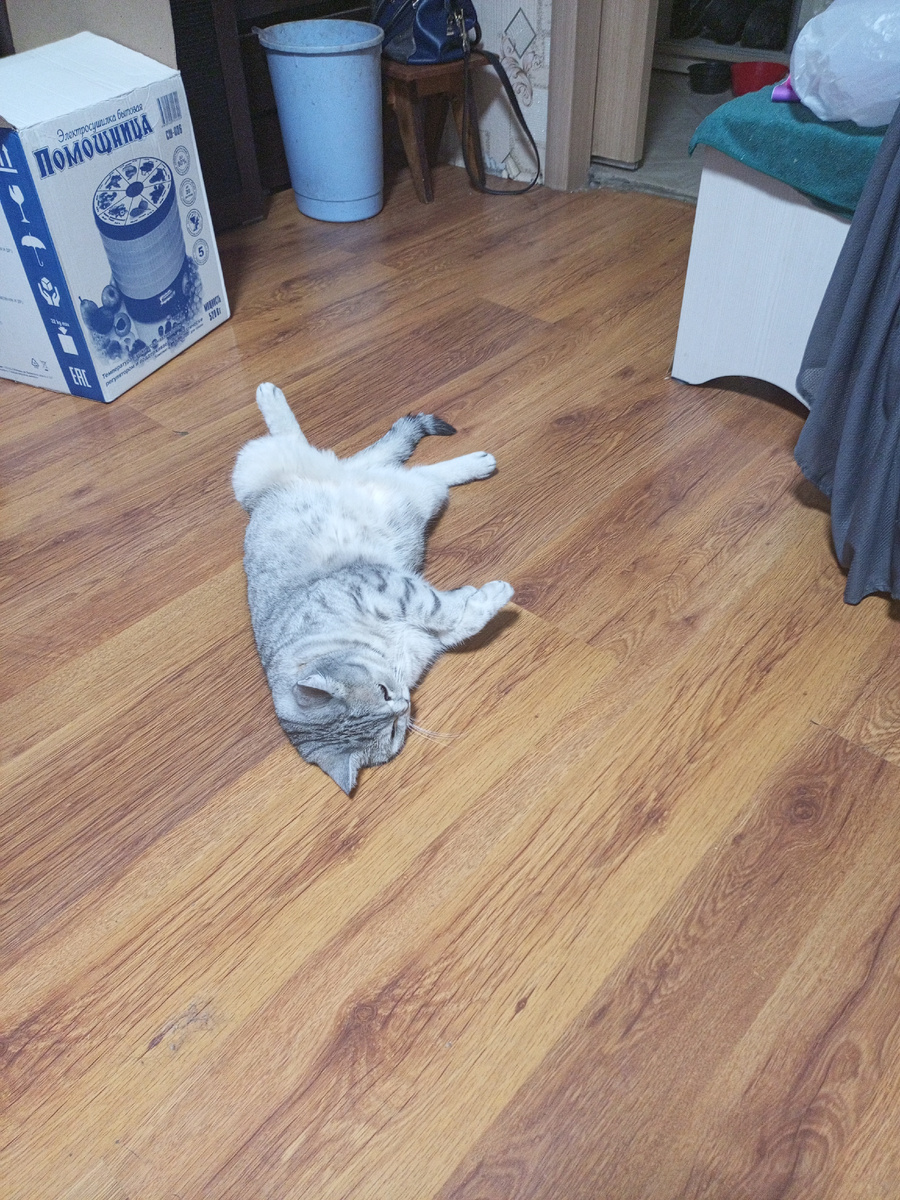 Это просто поржать,  будем как котик