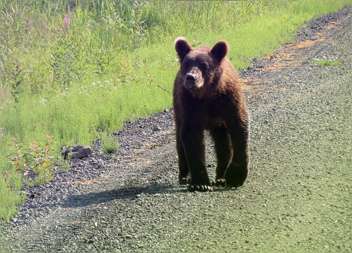 Медведь на Камчатке. Фото из комментария Andrey Matseevskiy к статье автора "Удивительная природа Камчатки и медведи"