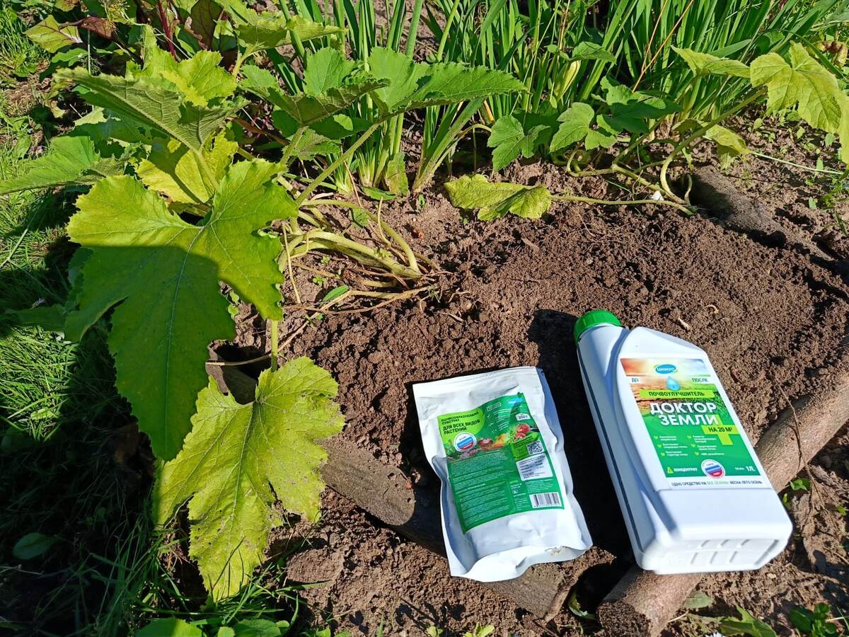 При пересадке кабачков использовала почвооразующий субстрат Доктор земли и почвоулучшитель Цимус. Фото автора