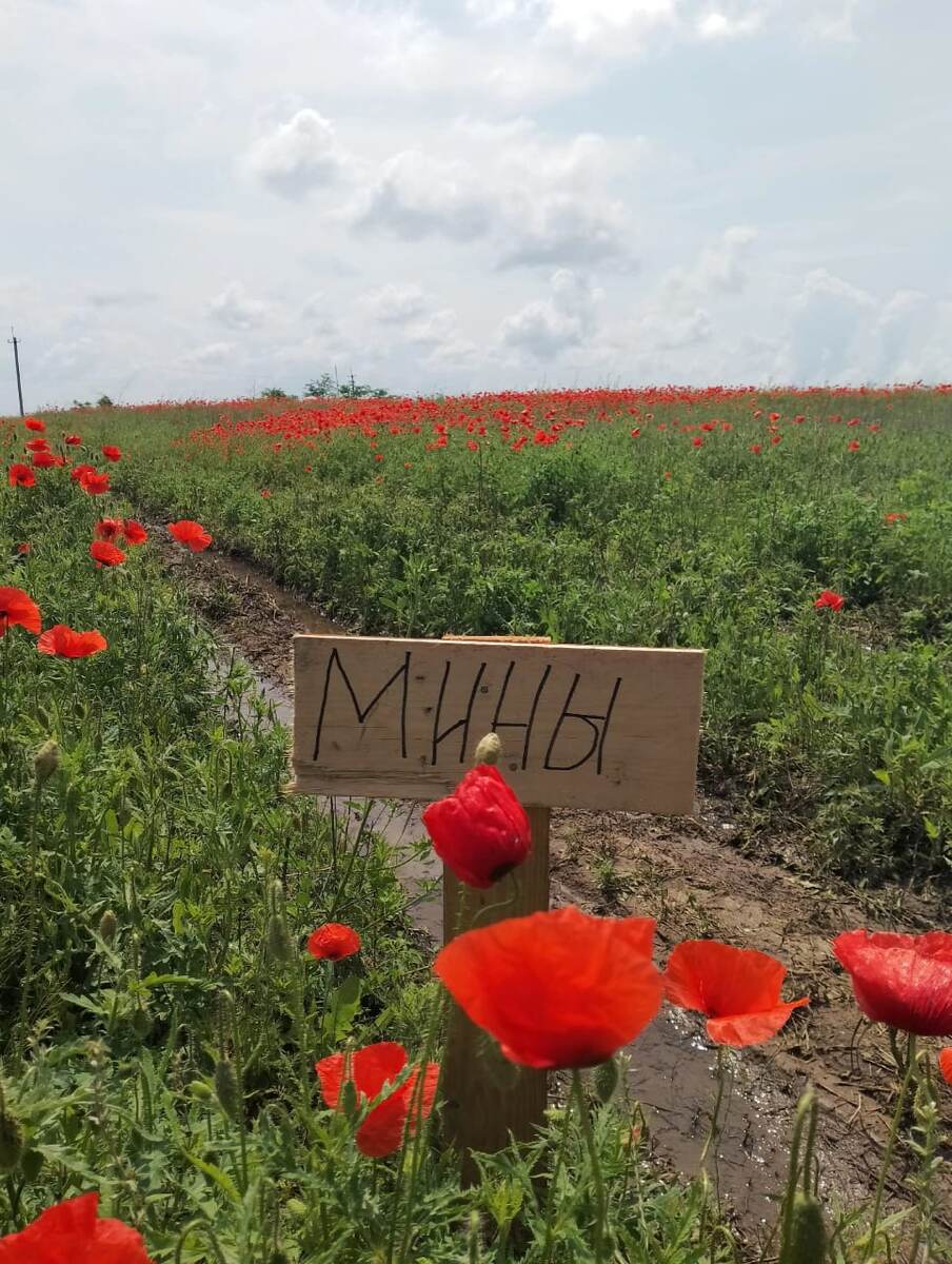 
Посвящается нашим героям, погибшим на СВО.

Солдатские жизни, как красные маки,
Горят на бескрайних, пустынных полях.
На них огоньками алеют цветочки,
И ветер им шепчет о прошлых боях.

О том, что стояли они за Отчизну,
И кровь проливали в этих краях.
И в знак благодарности нашему воину
Выросли маки в священных местах.

И в алых бутонах застыли мгновенья,
Росой умываются они на заре.
И каждый цветок – это путь испытанья,
Который прошел солдат на войне.

И пусть поколенья, идя по дорожкам,
Услышат вдали песни тихий напев.
А ветер, гуляя по алым просторам,
Со свистом сыграет весенний куплет!

11.08.2025
