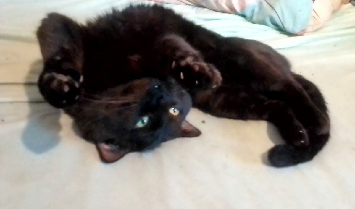 Вот так он лежит сейчас, пока я пишу 