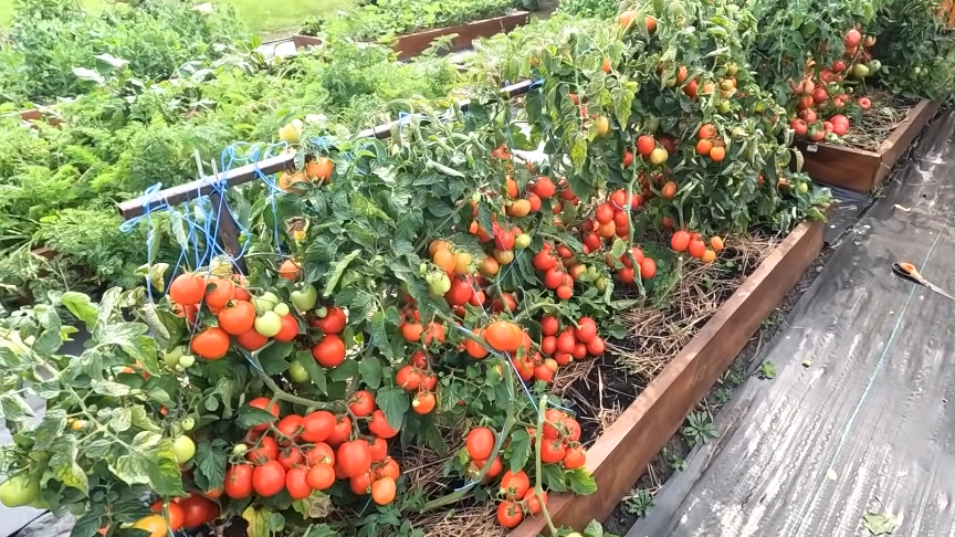 Выращиваю низкорослые томаты по совету 70-летнего агронома. За 3 месяца собрал 25 кг с 6 кустов