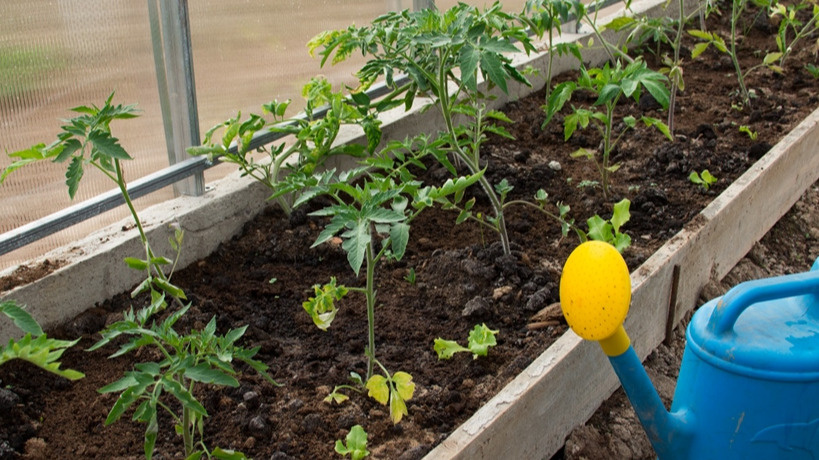 Первый месяц после высадки поливаю раз в семь дней, но много - по 2-3 литра на куст. 