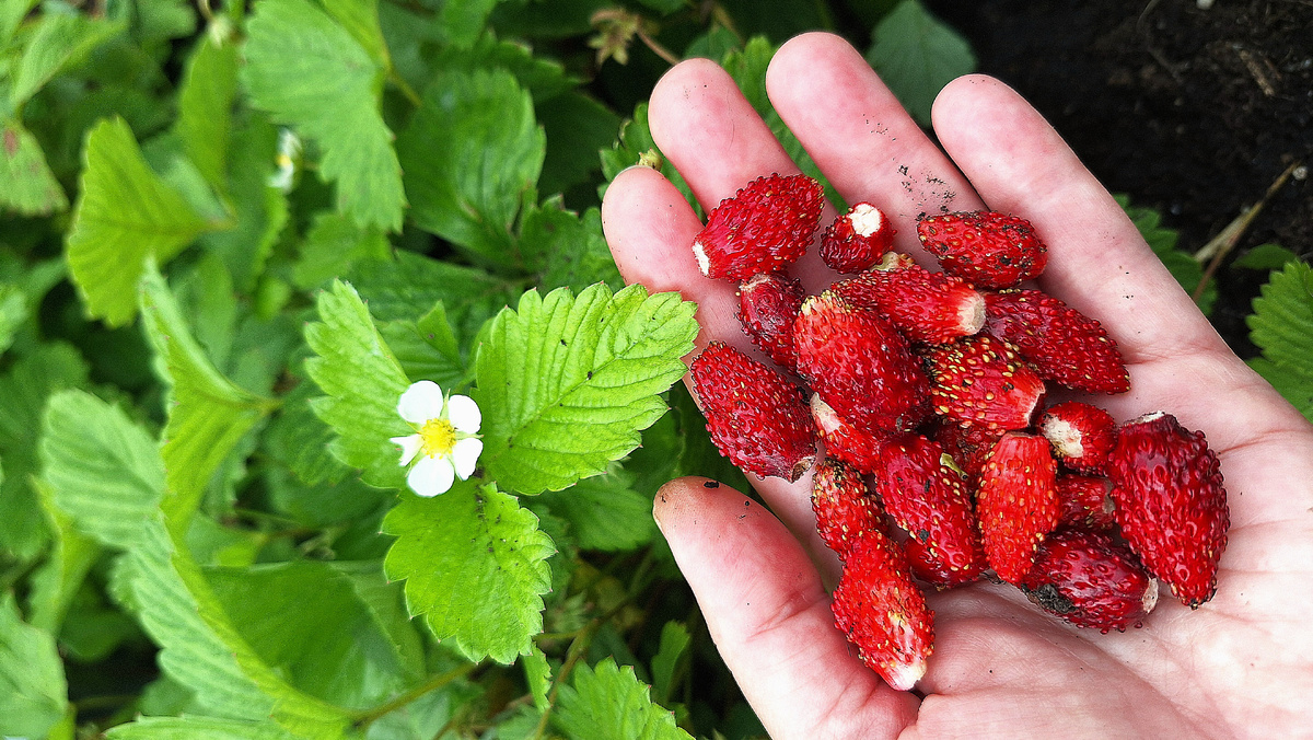 Фото автора. Август. Клубника отдыхает, земляника радует 