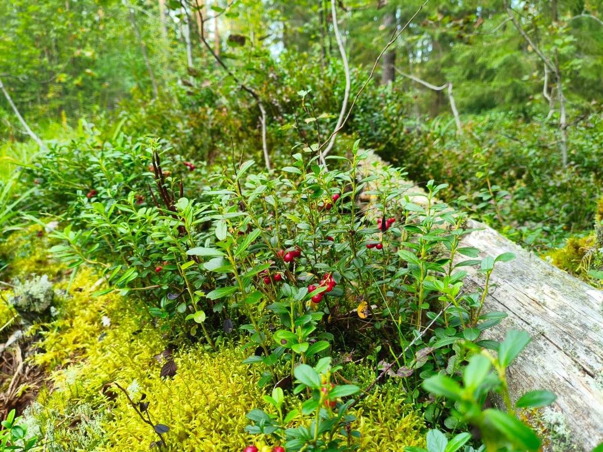Фотоаппарат я не взяла с собой в поездку (тысячу раз уже пожалела), а телефон делает зелень чересчур яркой. 