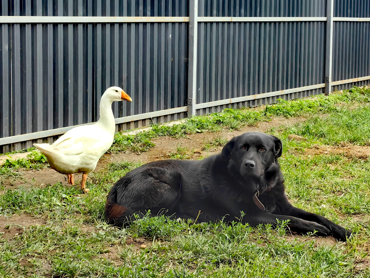 Пёс и гусь