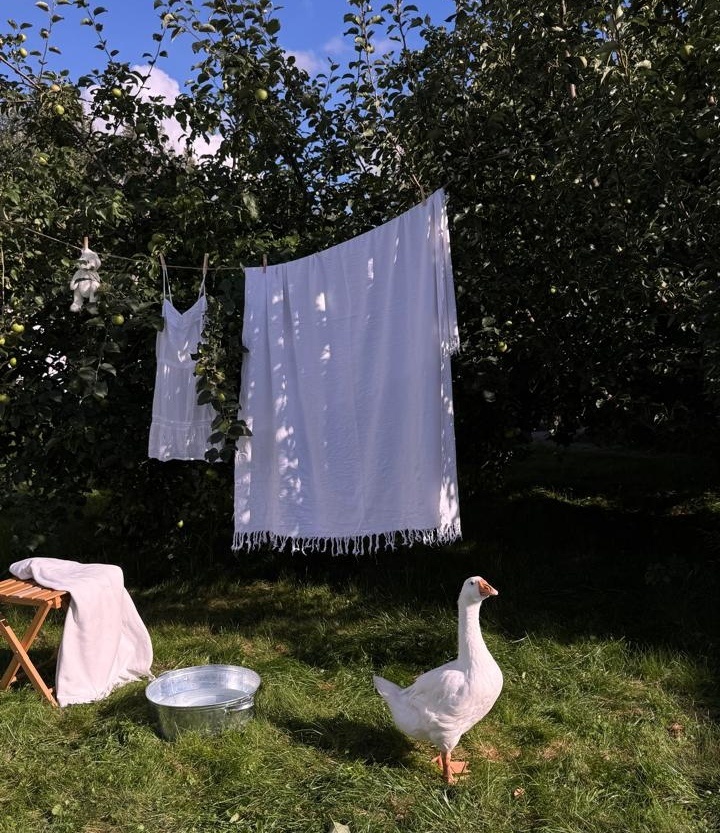 Гусь, фото автора