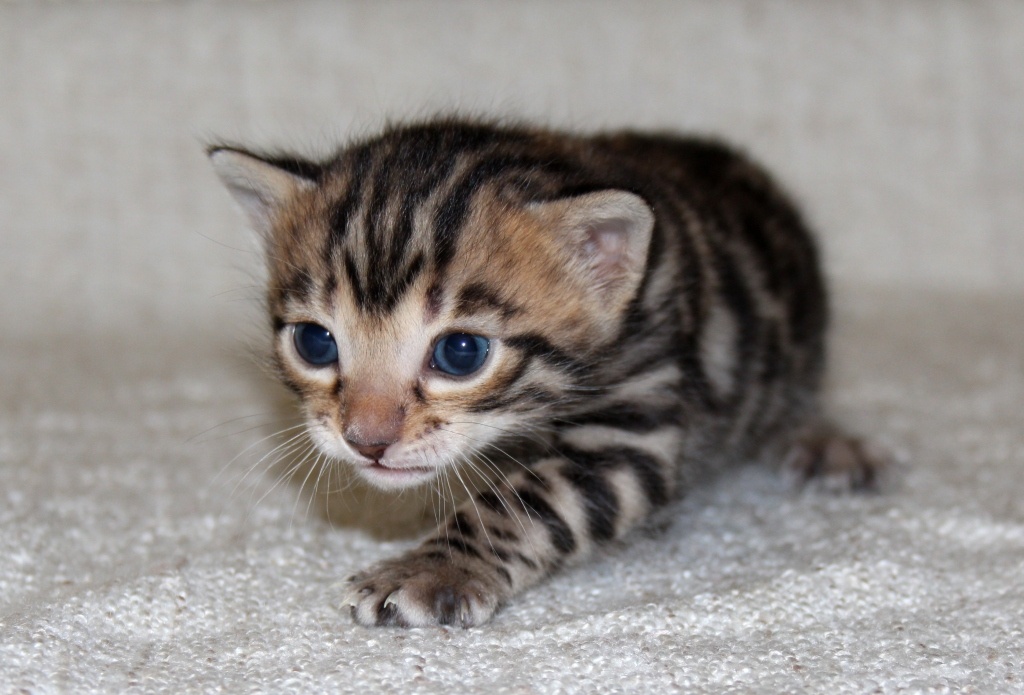 бенгальский котенок питомник Hildabeng.