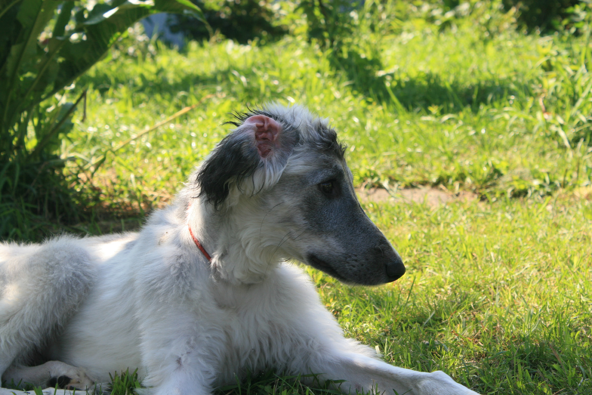 Тазы Борзомир Заур