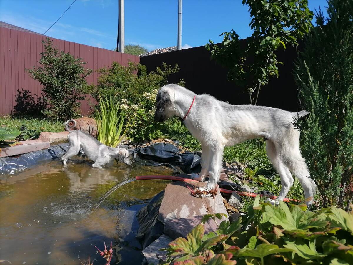 Тазики у пруда. Борзомир Зарянэ и Борзомир Заур