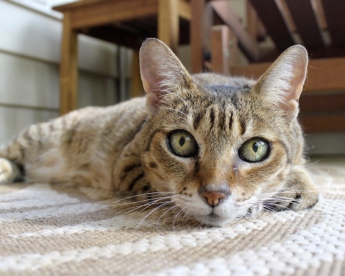 Чаузи (Хауси) — потомок камышового кота