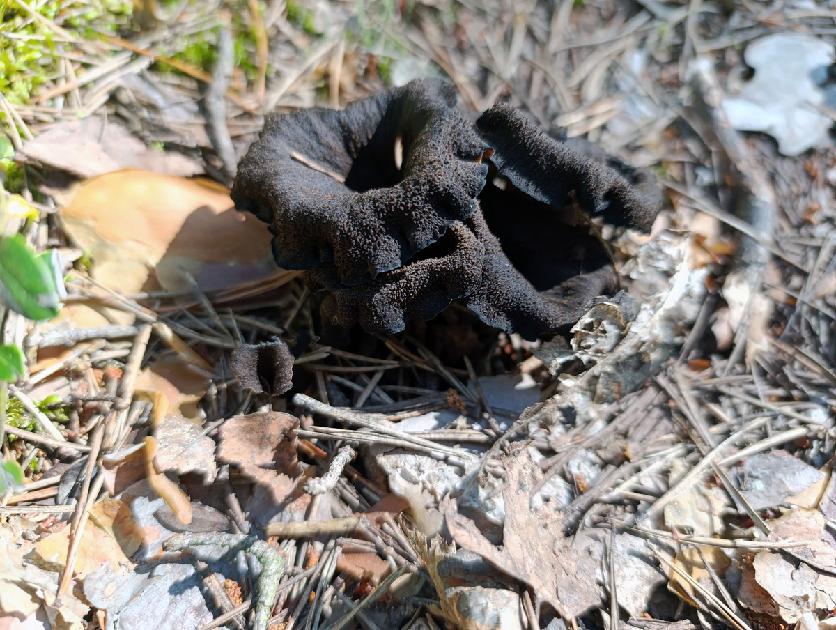 Черные лисички