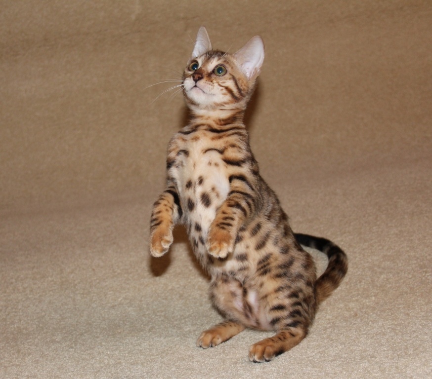 бенгальские котята питомник HildaBeng