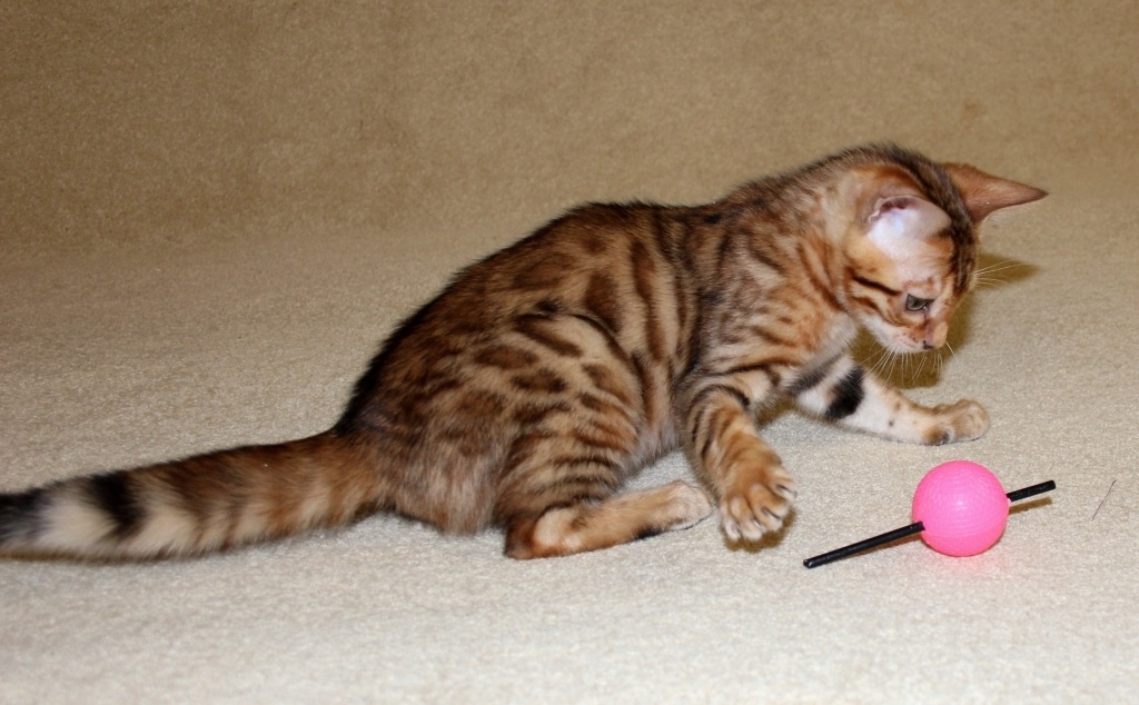 бенгальские котята питомник HildaBeng