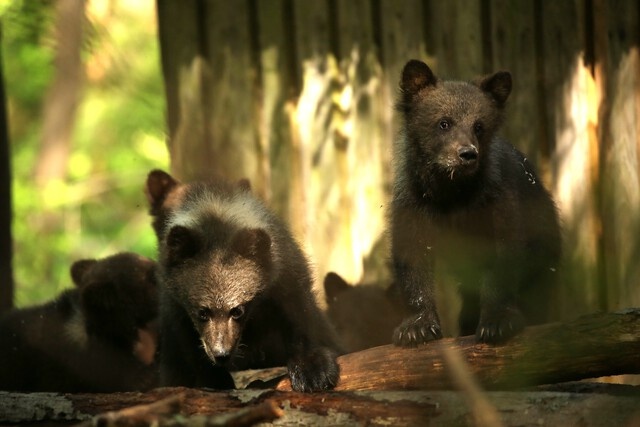 Мишки полюбили яблоки: спасенные медвежата осваиваются в Тверской области