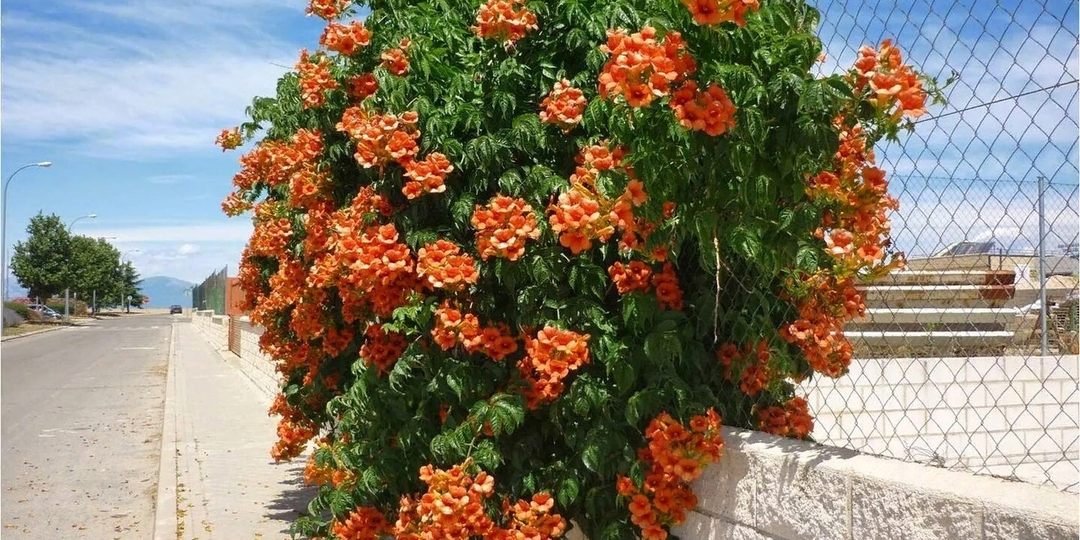 Прежде чем посадить у забора: почему эта прекрасная лиана может стать кошмаром.