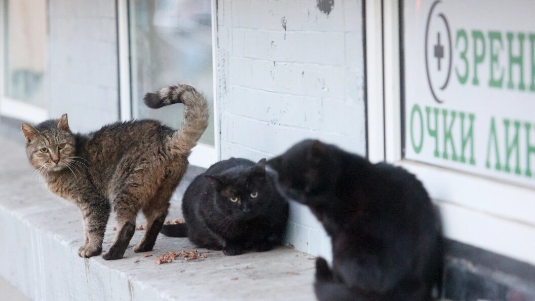    Фото: Bulkin Aleksey/Globallookpress