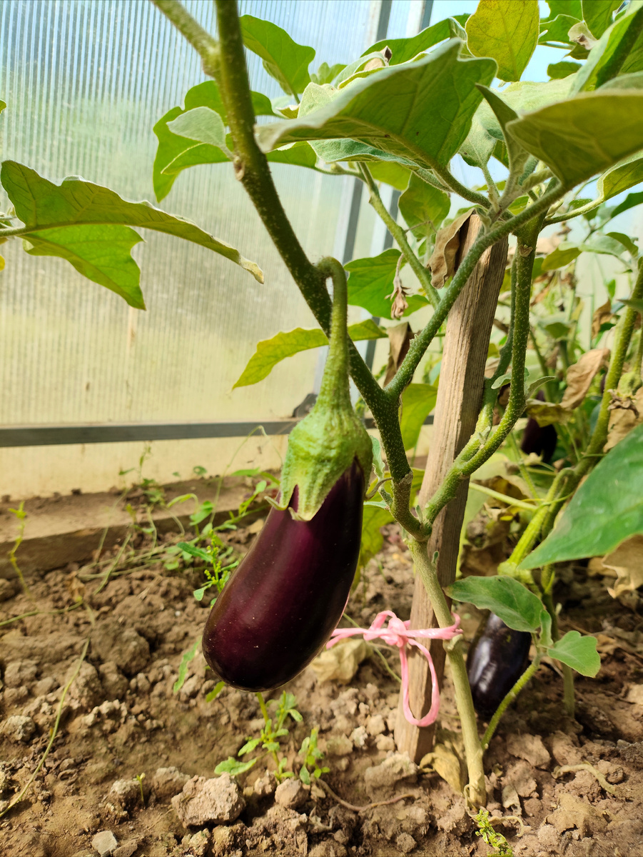 Икра из баклажанов на зиму