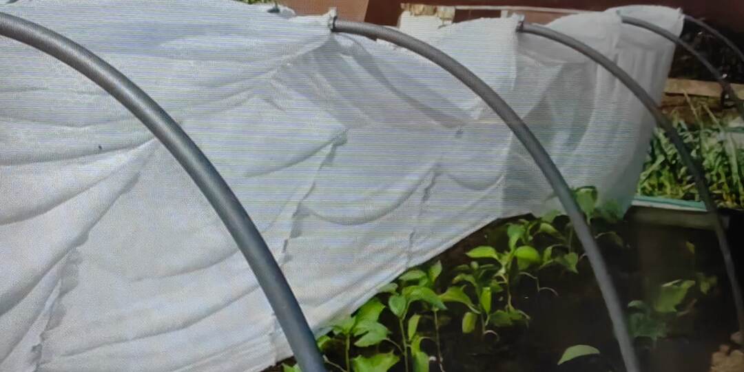 Тревога на Юге! Температура падает: ночные +14...+17°C– приговор для теплолюбивых культур? Спасем урожай простыми укрытиями